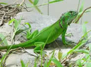 Iguana